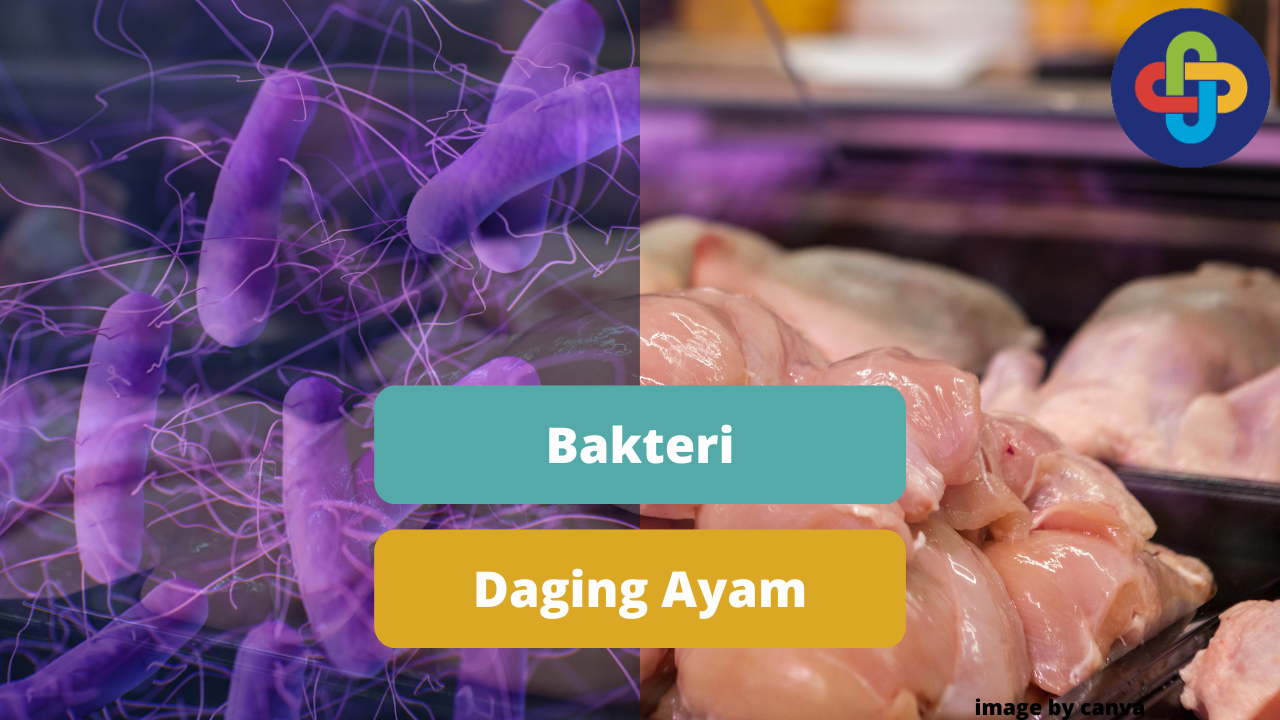 Beberapa Kontaminan Bakteri Pada Daging Ayam